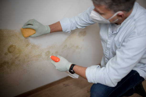 Best White Mold Remediation in USA